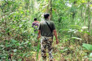 Orangutan Berkeliaran di Desa Bagendang Permai, BKSDA Temukan Sejumlah Fakta