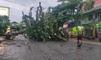 Sebuah Pohon di Sampit Tumbang Diterpa Angin Kencang 
