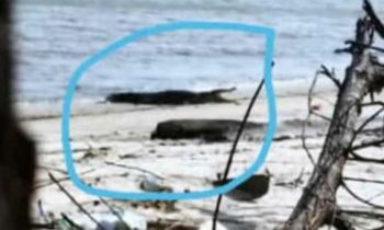 Buaya Muncul di Pantai Sungai Bakau, BKSDA Ingatkan Wisatawan Waspada