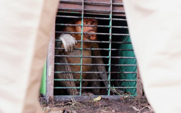 Monyet Hidung Panjang Asli Kalimantan ini Keberadaanya di Kotim Terancam 