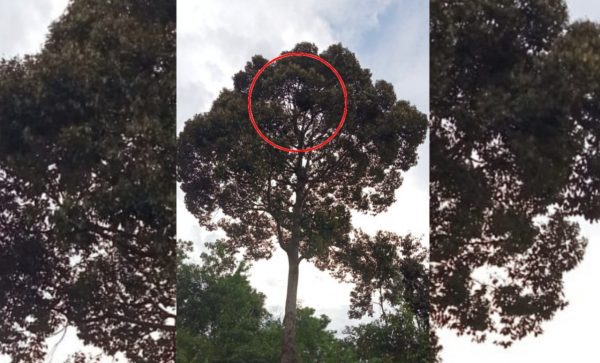 Orangutan Bersarang Sarang di Pohon Durian, Pemilik Kebun di Desa Batuah Marah