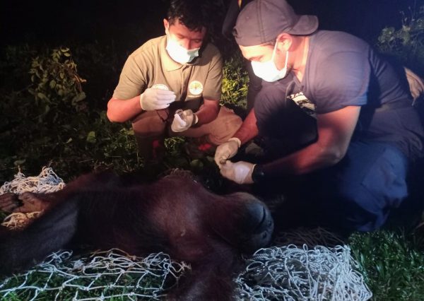 Evakuasi Orangutan di Desa Bajarau Berlangsung hingga Malam Hari