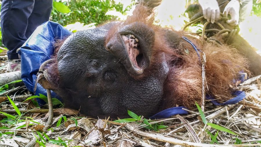 Meresahkan Warga, BKSDA Evakuasi Orangutan dengan Tembakan Bius