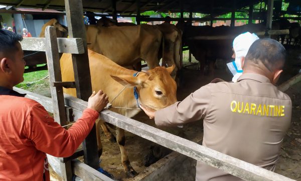 Diduga Masuk Malam Hari, 25 Sapi Terindikasi PMK di Kotim