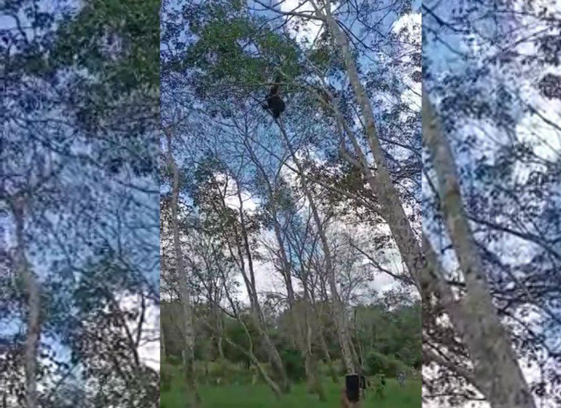 Orangutan Berkeliaran di Desa Hanaut, Emak-Emak Takut Diperkosa