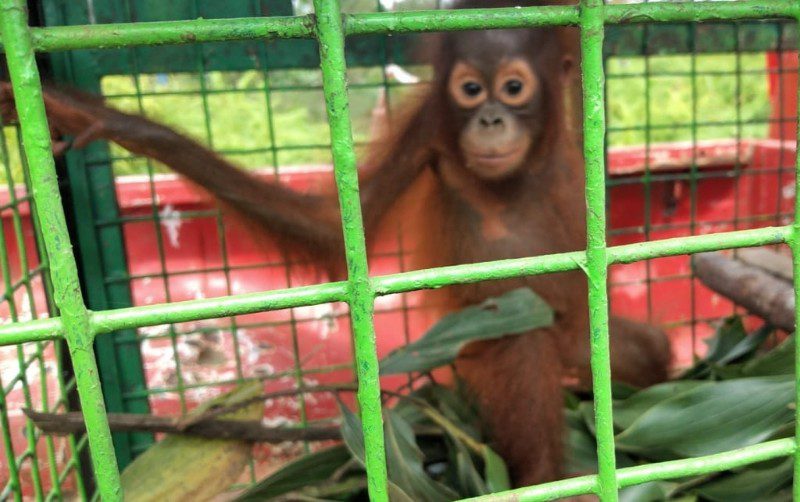 Orangutan di Kuala Kuayan Ditemukan Warga Terpisah dari Induknya