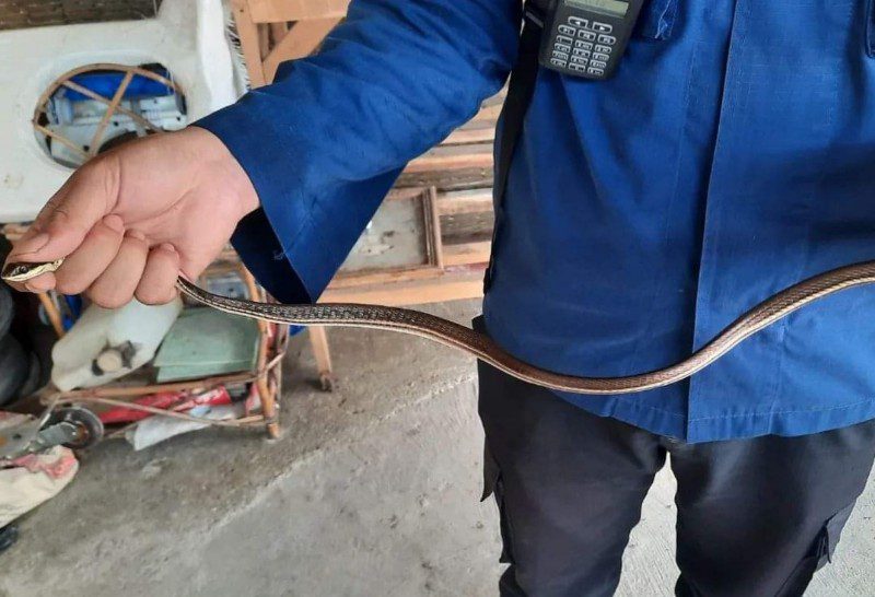 Dikira Kabel Menjuntai, Ternyata Hewan ini yang Bergantung