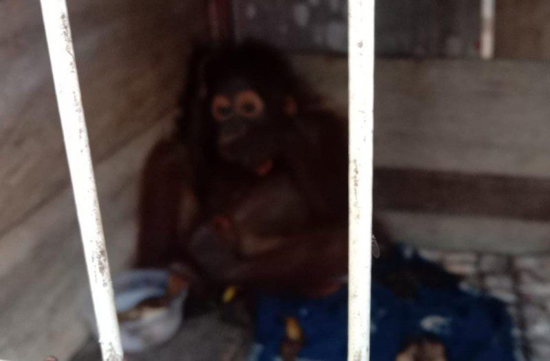Warga Kuayan akan Serahkan Orangutan kepada BKSDA