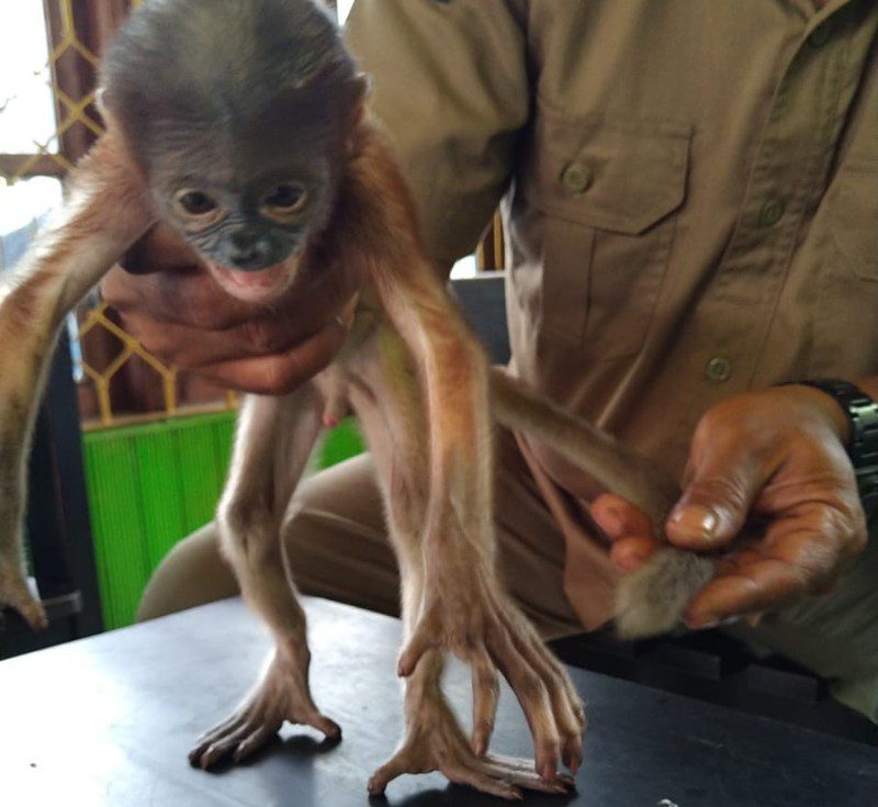 Duh Kasihan! Bayi Bekantan Ditemukan Menangis Bergelantungan di Tepi Sungai Mentaya