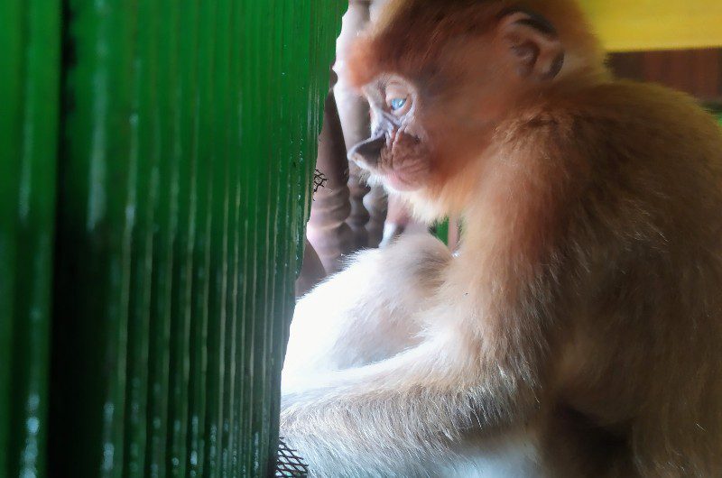 Mata Diduga Mengalami Cacat, BKSDA Periksa Menyeluruh Kesehatan Anak Bekantan dari Kereng Pangi
