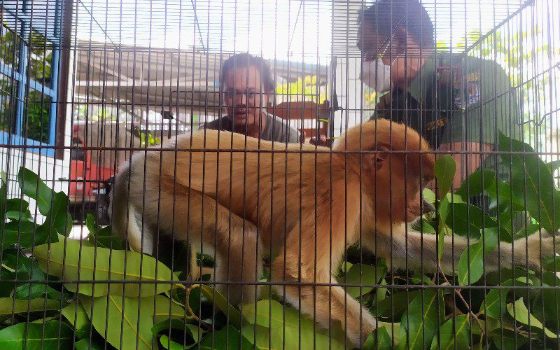 Warga Sampit Temukan, Anak Bekantan Terpisah dari Induk di Kereng Pangi