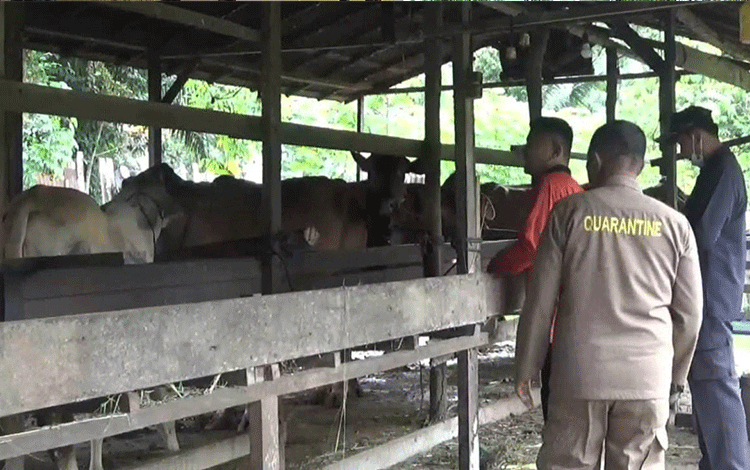 Kotim Masuk Zona Merah PMK