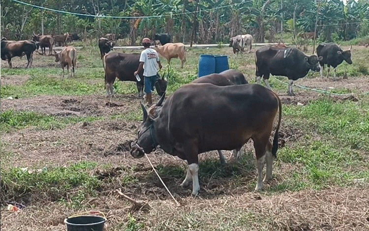 Bantu Peternak Secara Optimal, Ini Alasannya