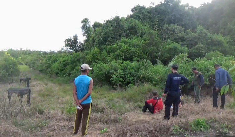 Tiga Individu Orangutan, Berkeliaran di Kebun Warga di Desa Penyang