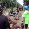 Gara-Gara ini, Ratusan Warga Desa Jatiwaringin Tutup Jalan dan Hentikan Pekerja Memanen Sawit