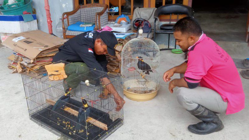 Baru Tahu Satwa Dilindungi, Warga Sampit Serahkan Beo Kesayangan ke BKSDA