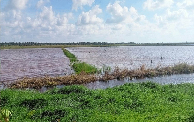 8.000 Hektare Lahan Pertanian Desa Lampuyang Terendam Banjir