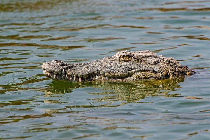 Awas! Buaya Besar Berkeliaran di Sungai Cempaga