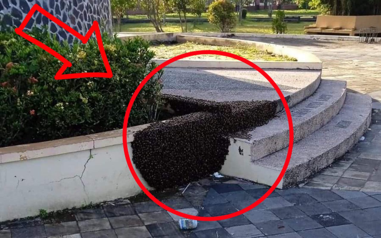 Awas! Ada Lebah Madu Bersarang Sekitar Menara Taman Kota Sampit