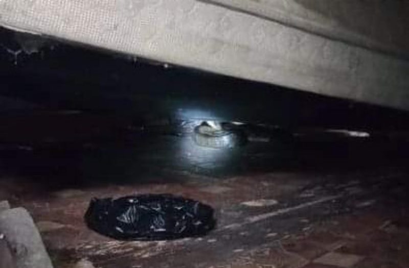 Duh Ngeri.. King Kobra Mendesis di Bawah Kasur saat Anak Bermain