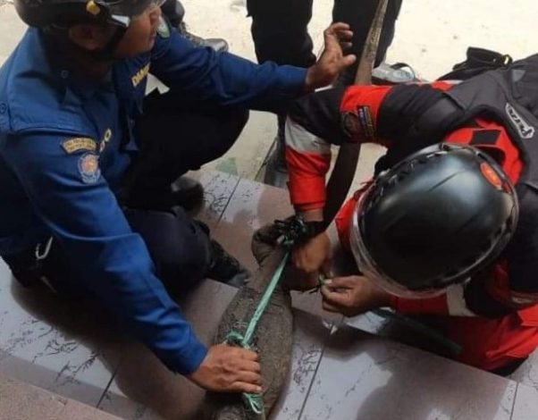 Satwa ini Masuk Rumah Bikin Kaget Modika Sekeluarga