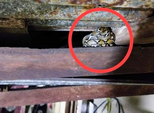 Ih Ngeri, Pas Mau Pipis, Lihat Binatang ini di Atas Kamar Mandi
