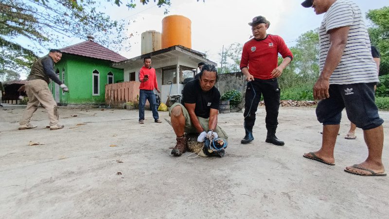 BKSDA Amankan Buaya Muara Sepanjang 2 Meter di RM Bambu Kuning Sampit