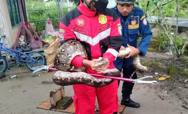 Warga Manggis II Sampit Tangkap Ular Pemangsa Ternak