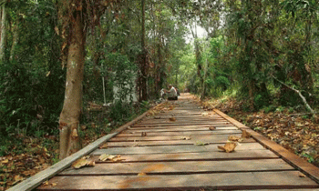 Hutan Sagonta di Sampit