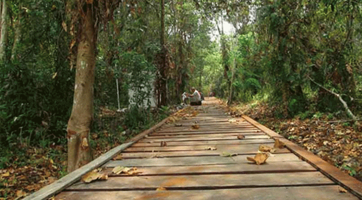 Hutan Sagonta di Sampit