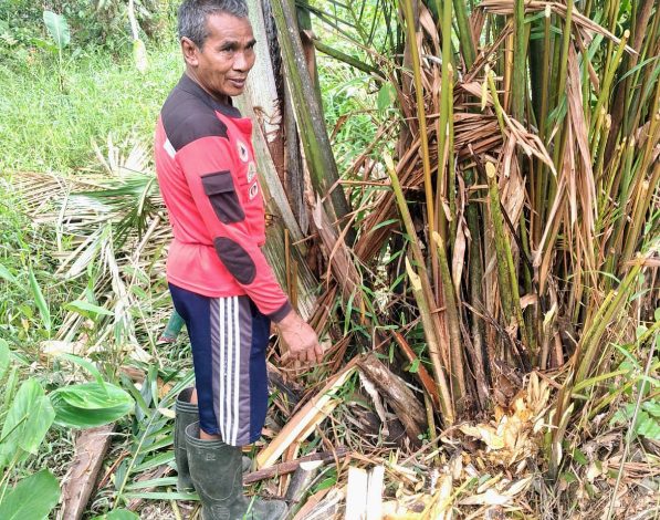 Warga Desa Tinduk Resah Orangutan Berkeliaran di Permukiman
