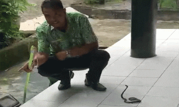 Seekor anakan ular kobra kembang ditemukan di lorong aula Bappelitbangda Kotim Kamis 27 Oktober 2022.