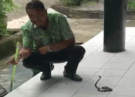 Seekor anakan ular kobra kembang ditemukan di lorong aula Bappelitbangda Kotim Kamis 27 Oktober 2022.