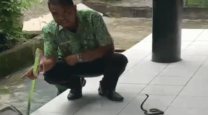 Seekor anakan ular kobra kembang ditemukan di lorong aula Bappelitbangda Kotim Kamis 27 Oktober 2022.