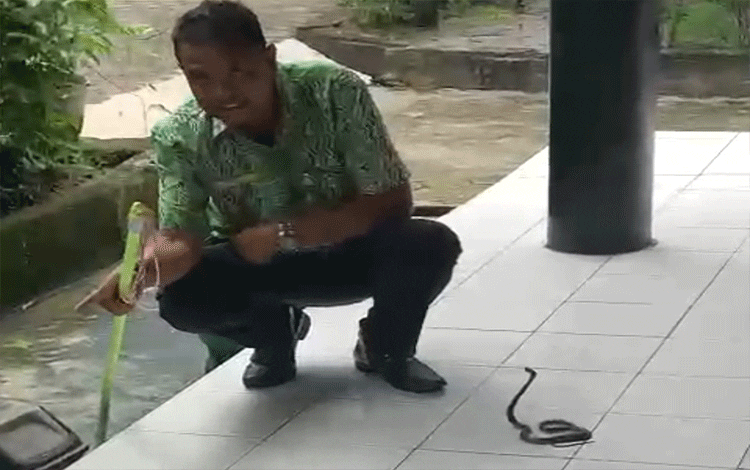 Ular Kobra Kembang Muncul di Lorong Bappelitbangda Kotim