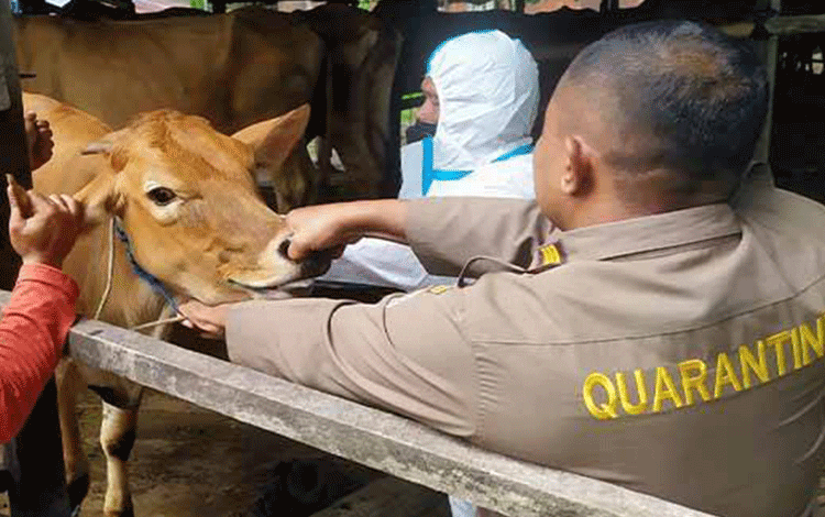 2.000 Ekor Sapi di Kotim Telah Divaksin PMK