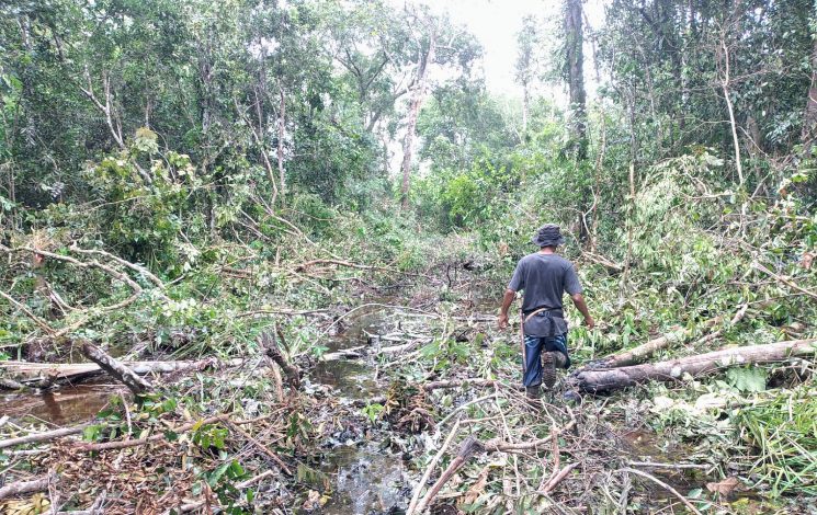 Sejumlah Warga Baamang Resah, Orangutan Masuk Kebun, BKSDA Temukan Belasan Sarang