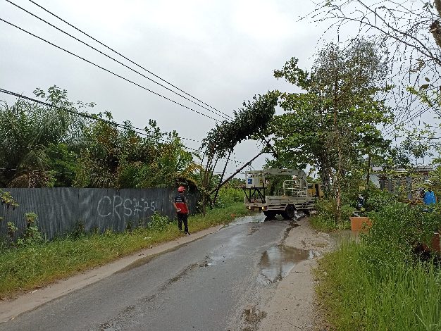 BPBD Kotim : Tak Ada Ada Korban Jiwa saat Pohon Tumbang Akibat Angin Kencang