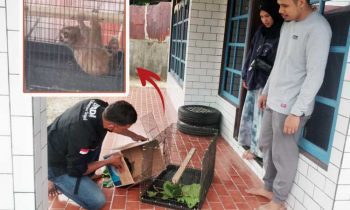Komandan BKSDA Pos Jaga Sampit Muriansyah menerima penyerahan seekor kukang dari Ahmad Arif Petugas Puskesmas Pundu yang menyelamatkan kukang Sabtu 19 November 2022.