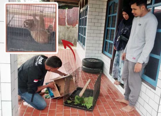 Komandan BKSDA Pos Jaga Sampit Muriansyah menerima penyerahan seekor kukang dari Ahmad Arif Petugas Puskesmas Pundu yang menyelamatkan kukang Sabtu 19 November 2022.