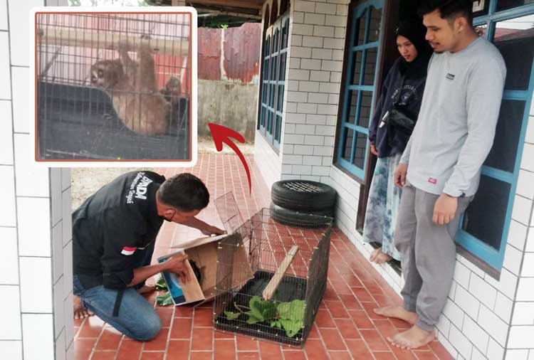 Kasihan..Seekor Kukang Ditemukan Tersesat di Puskesmas Pundu