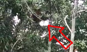 Orangutan yang bergelantungan di atas pohon tak jauh dari permukiman warga di Desa Simputr Kecamatan Kota Besi direkam kamera ponsel warga