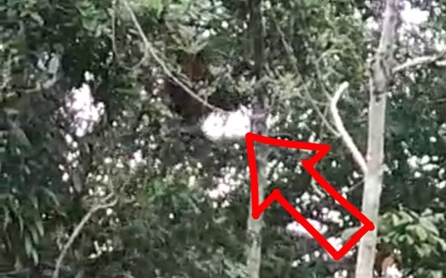 Orangutan yang bergelantungan di atas pohon tak jauh dari permukiman warga di Desa Simputr Kecamatan Kota Besi direkam kamera ponsel warga