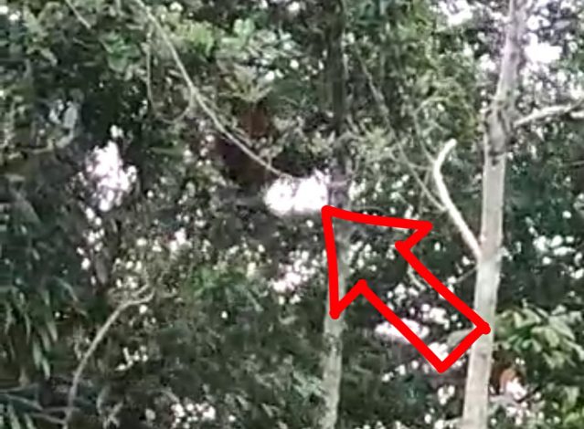 Warga Desa Tinduk dan Desa Simpur Laporkan Kemunculan Orangutan