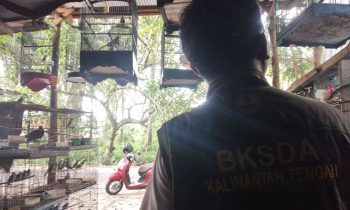 Petugas BKSDA ketika meninjau kios penjualan burung di sekitar hutan kota Sampit Selasa 15 November 2022