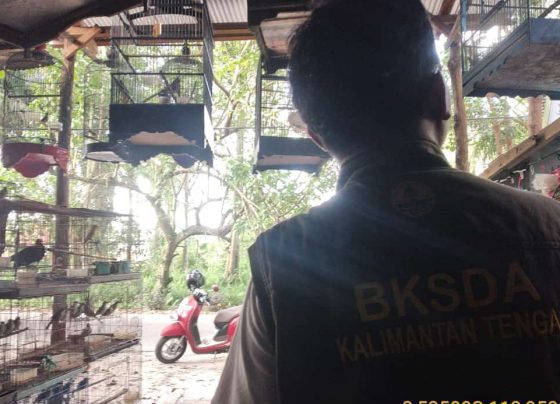 Petugas BKSDA ketika meninjau kios penjualan burung di sekitar hutan kota Sampit Selasa 15 November 2022