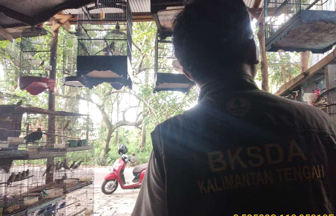 Pedagang di Sampit Diperingatkan BKSDA karena Jual Beo