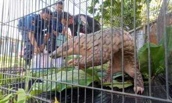 Petugas Disdamkarmat Kotim menyerahkan tenggiling hasil evakuasi di rumah warga kepada BKSDA Pos Jaga Sampit Sabtu 19 November 2022.