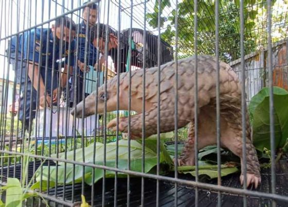 Petugas Disdamkarmat Kotim menyerahkan tenggiling hasil evakuasi di rumah warga kepada BKSDA Pos Jaga Sampit Sabtu 19 November 2022.