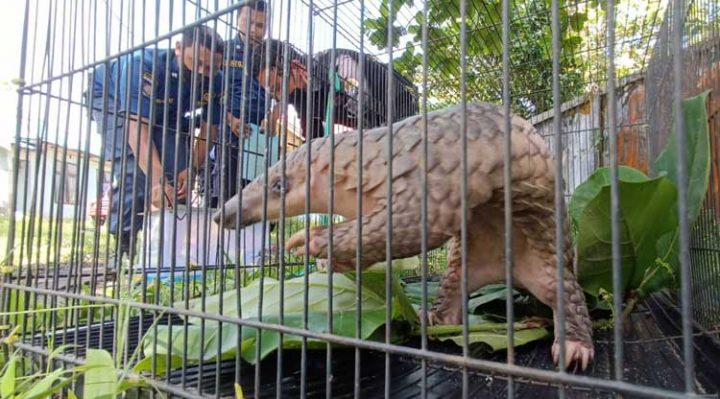 Petugas Disdamkarmat Kotim menyerahkan tenggiling hasil evakuasi di rumah warga kepada BKSDA Pos Jaga Sampit Sabtu 19 November 2022.